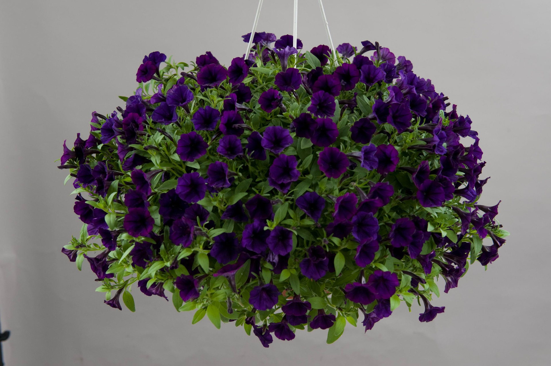 Littletunia Purple Blue