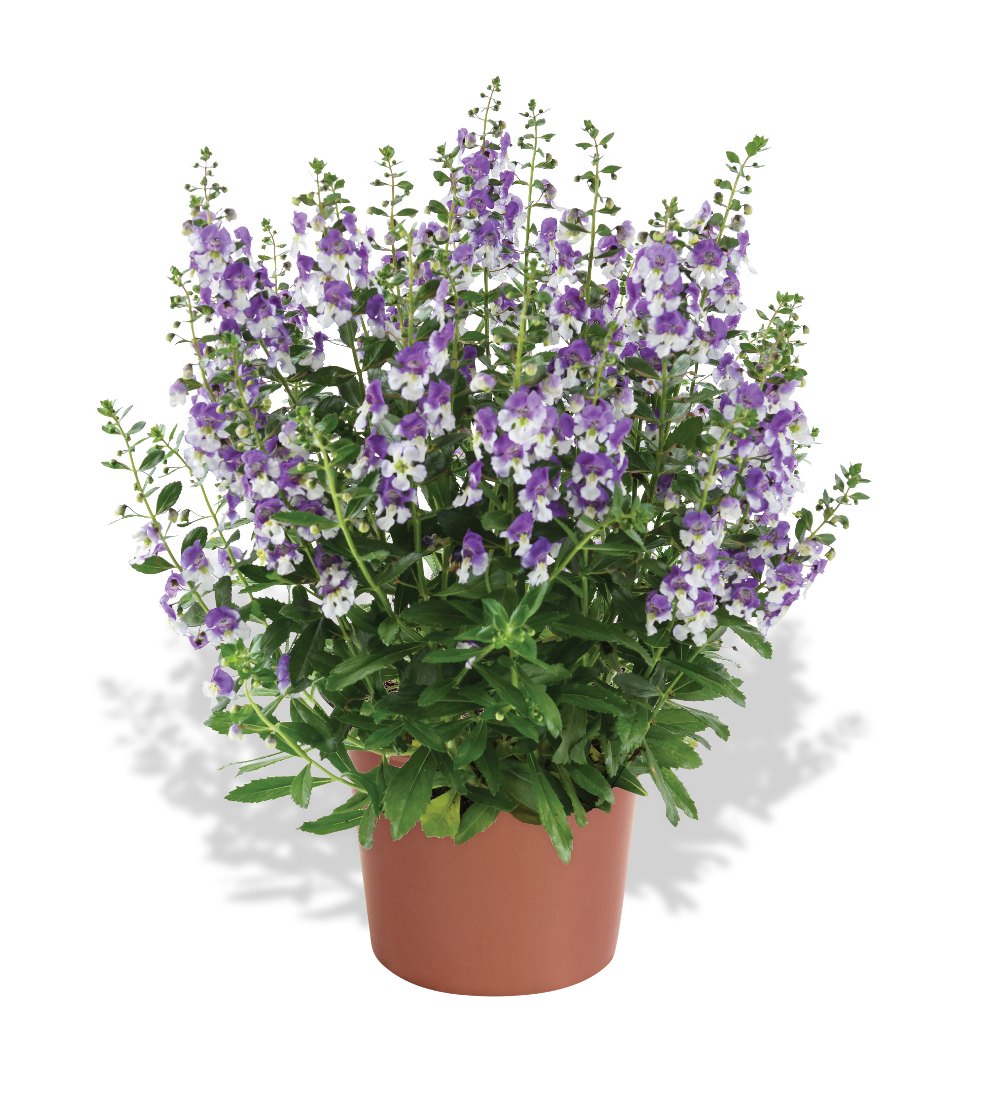 Alonia-Big-Bicolor-Purple