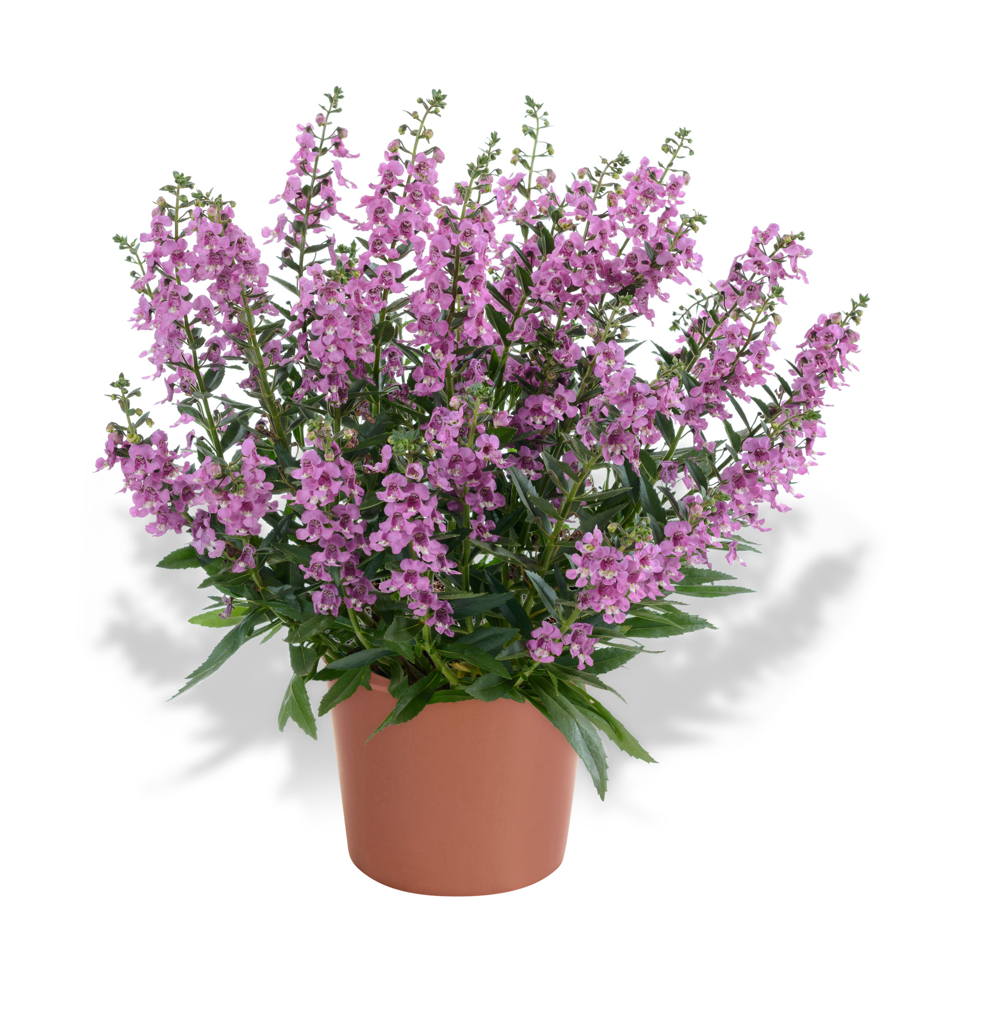 Alonia-Big-Bicolor-Pink