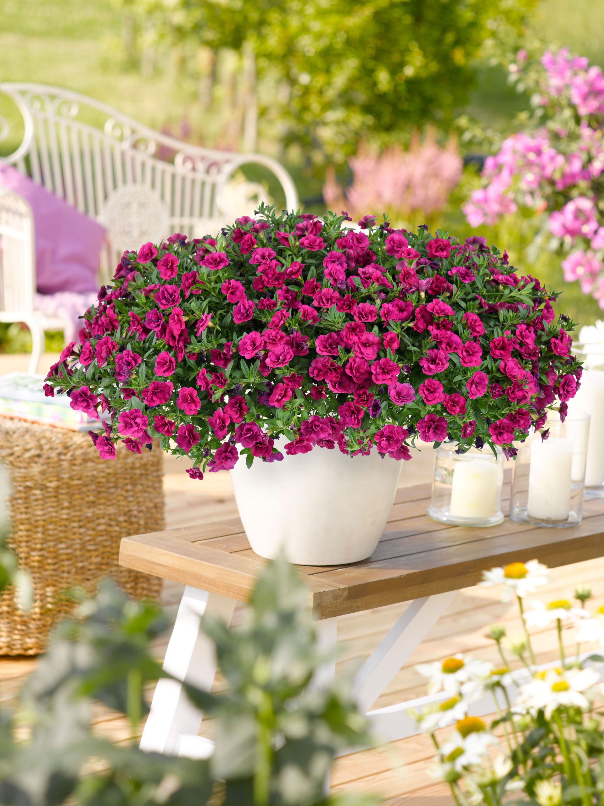 Colibri Double Violet