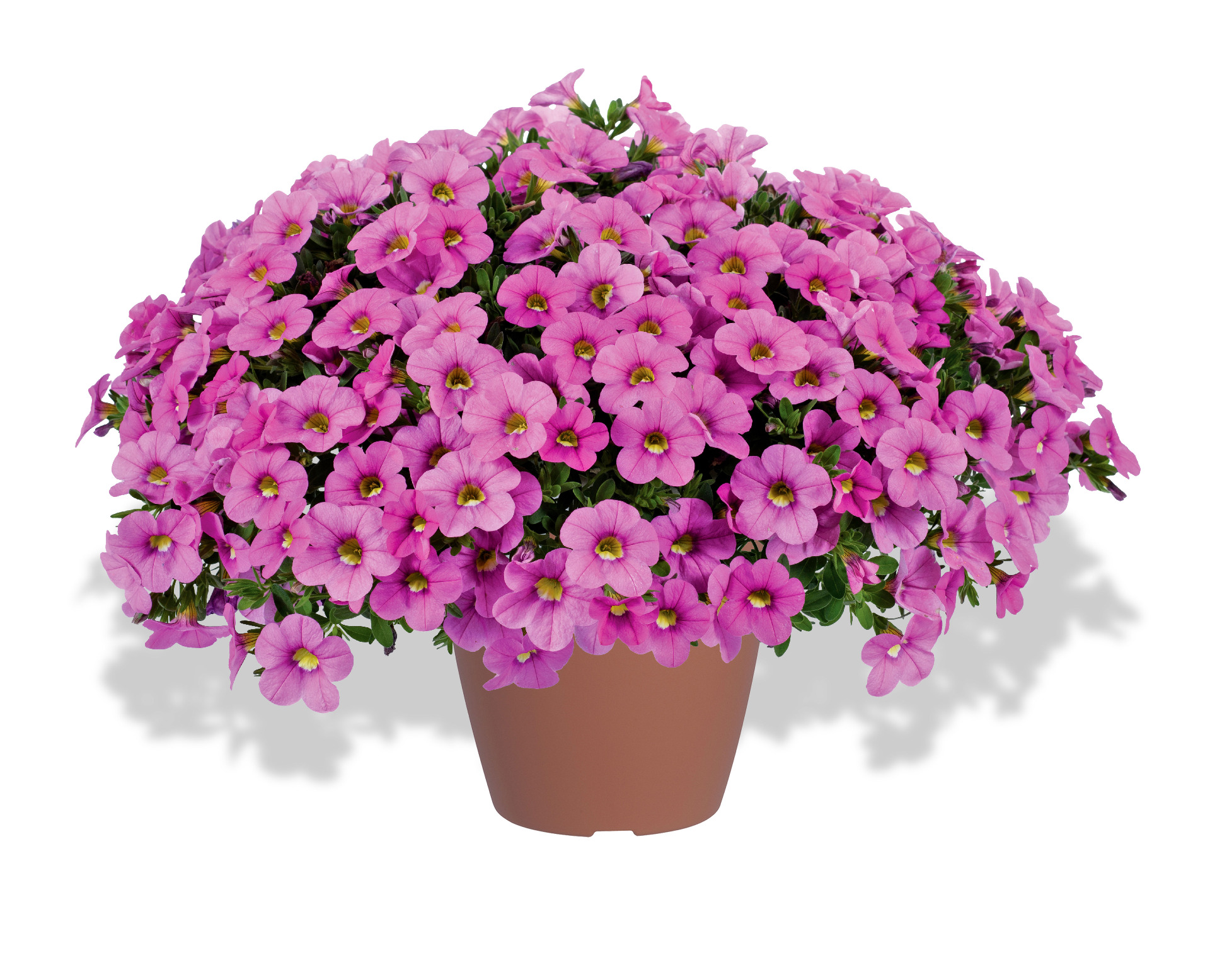 Colibri Pink Flamingo