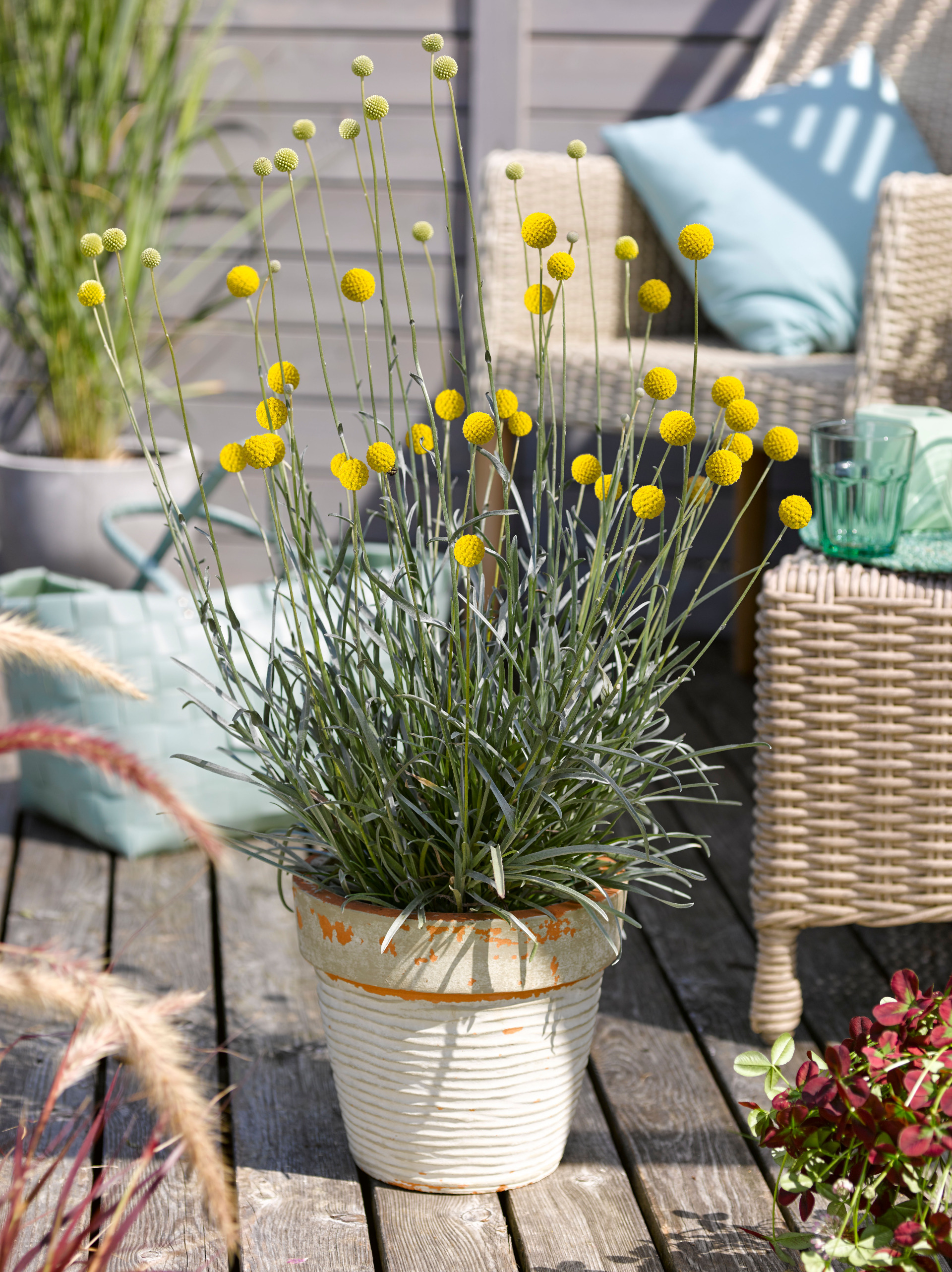 Craspedia Golf Beauty