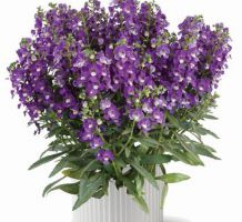 Angelonia