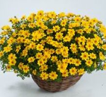 Bidens