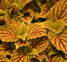 Coleus