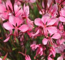 Gaura