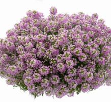 Lobularia