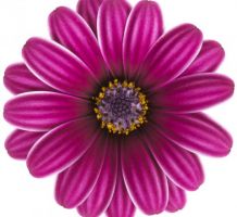 Osteospermum