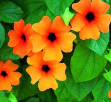 Thunbergia