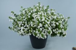 Scopia Double Snowball