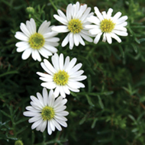 Surdaisy White