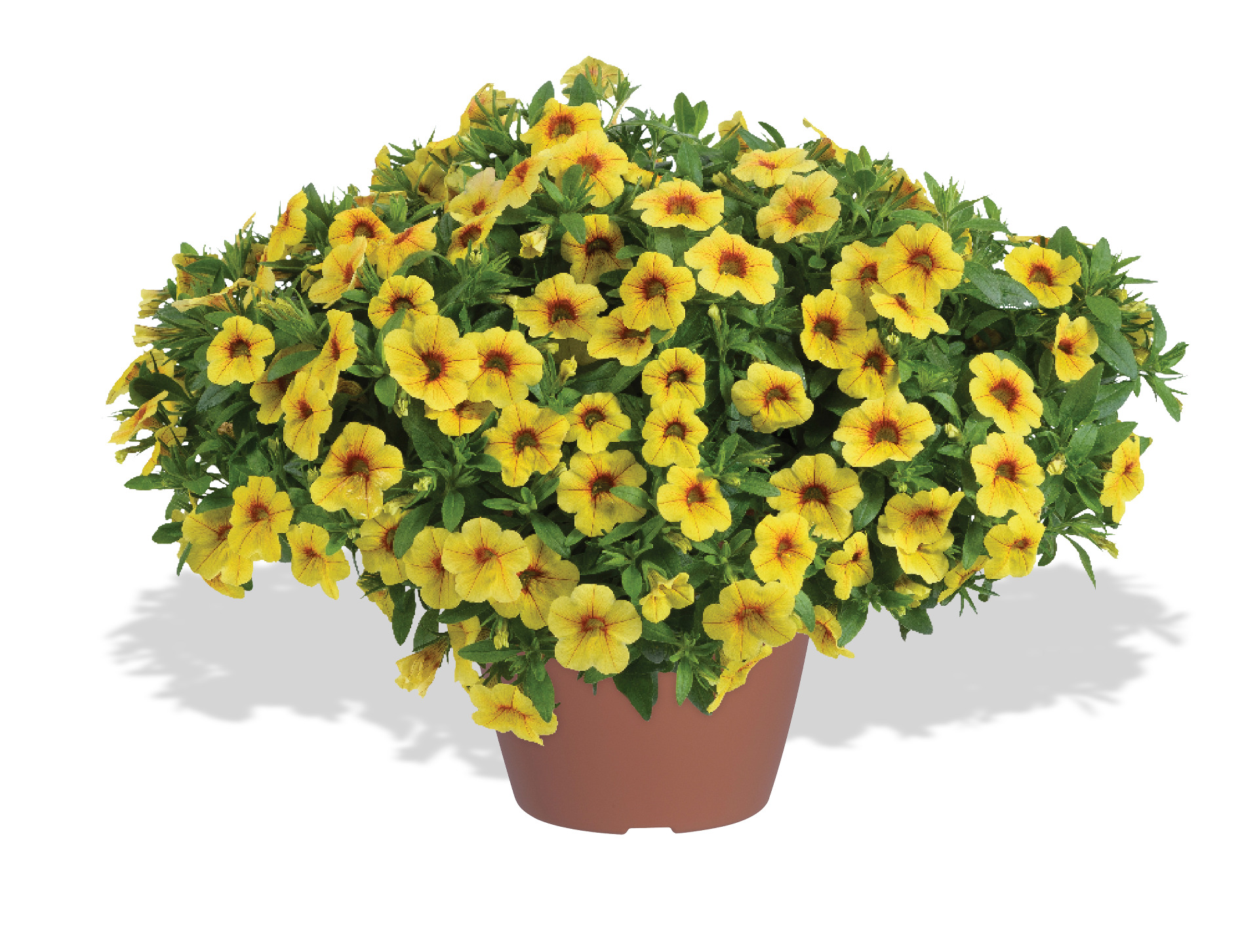 Colibri Mellow Yellow