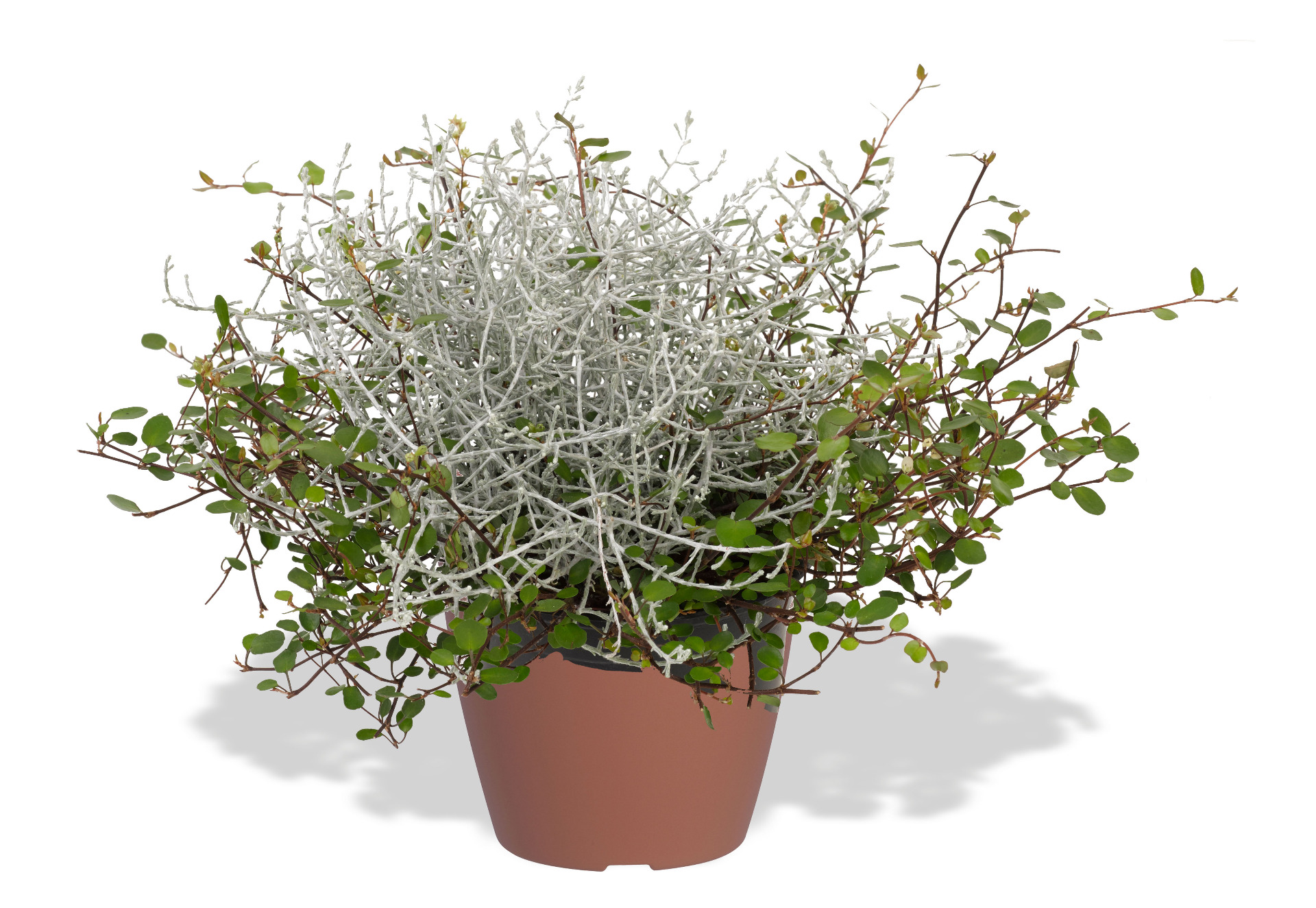 Mix mit Mühlenbeckia