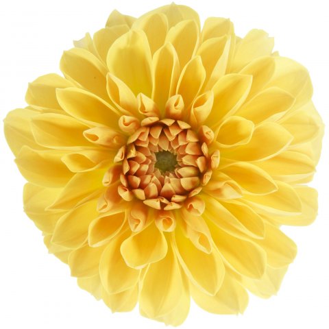 Dalina® Maxi Romero, Yellow-Orange
