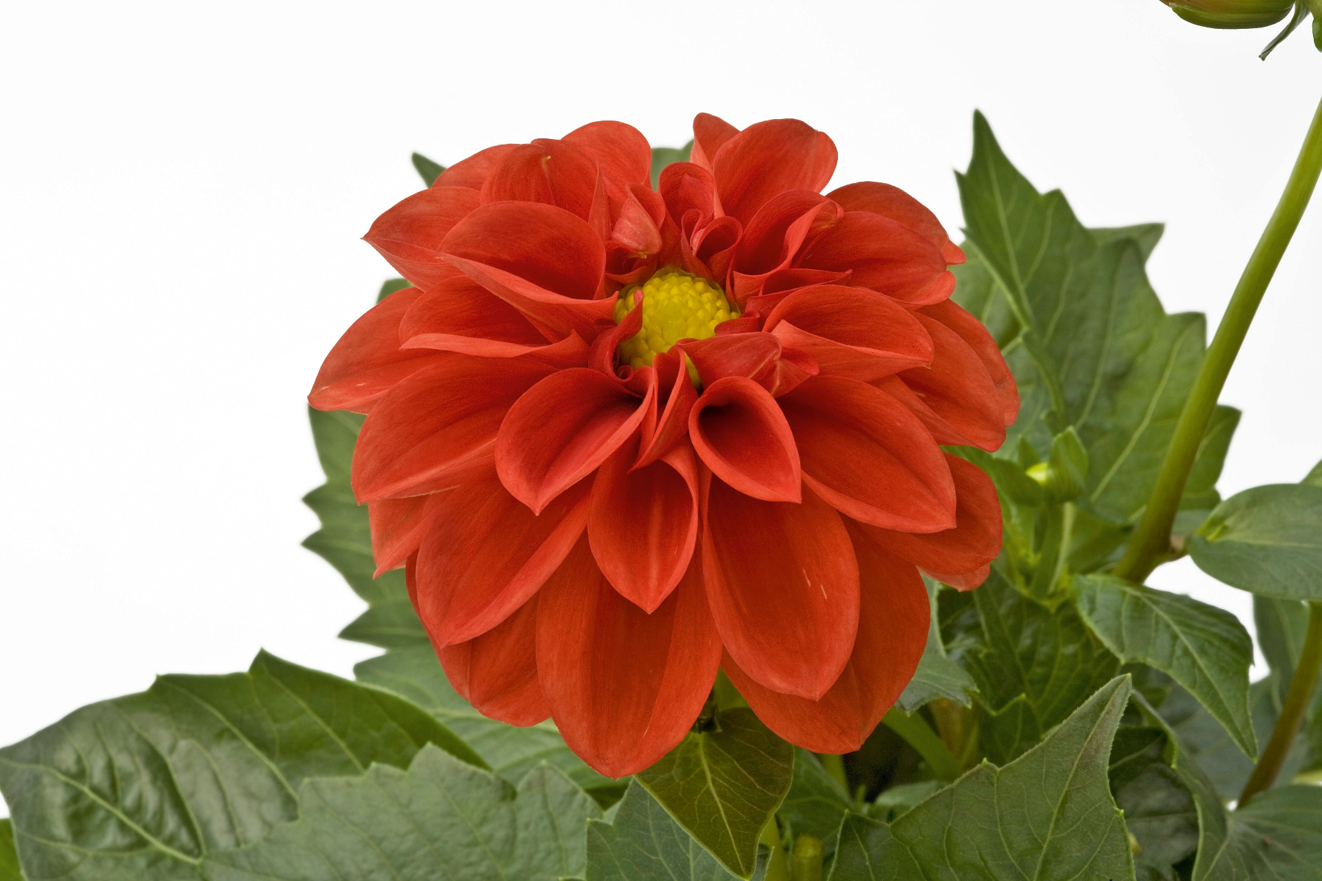 Dahlietta Anna 