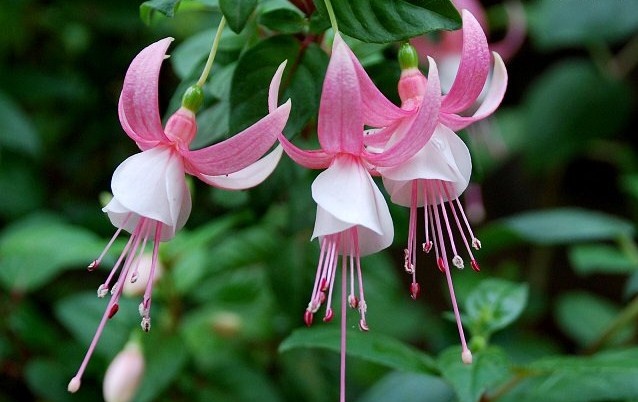 Shadow Dancer Amelie