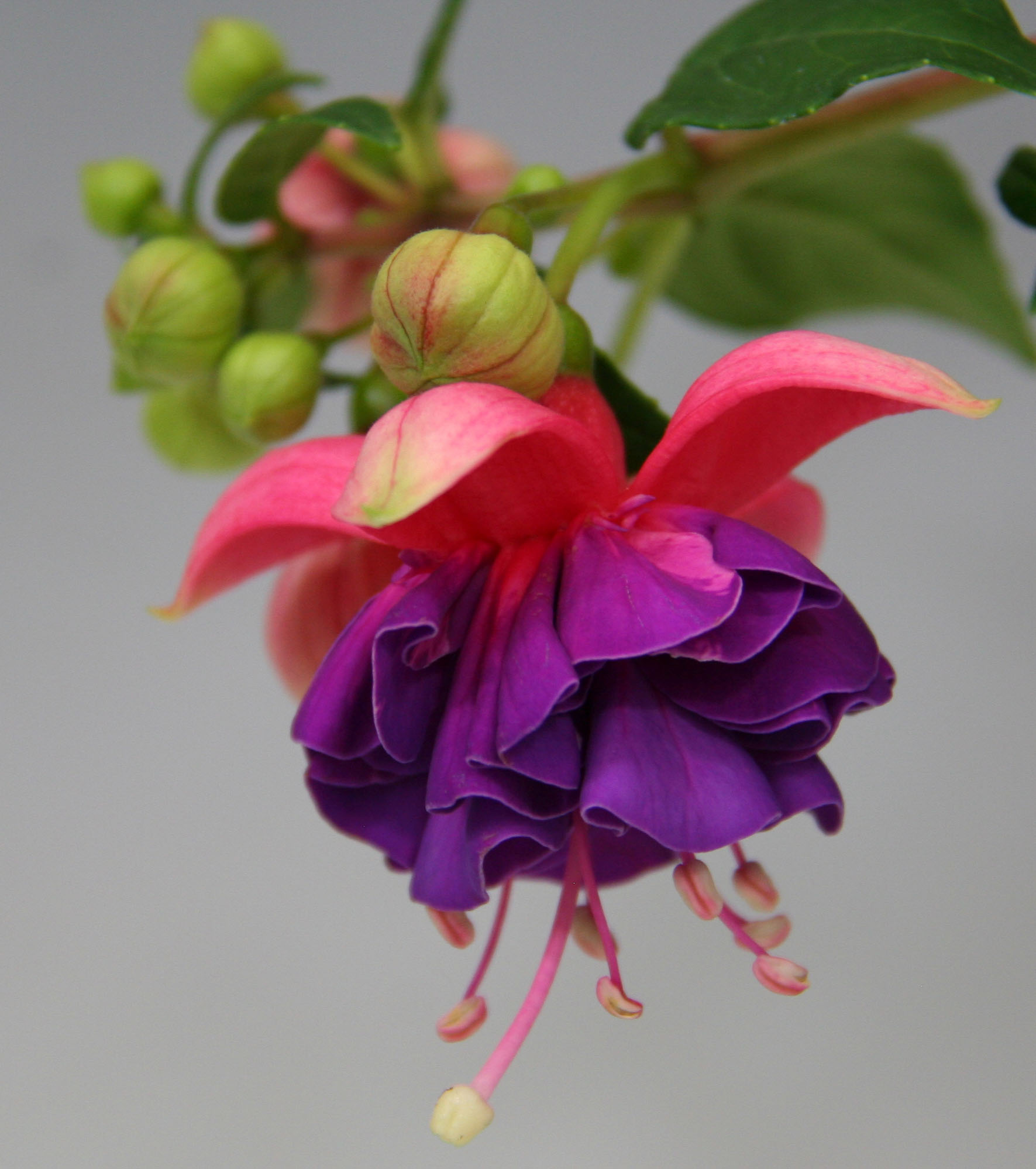 Jollies Trailing Colmar