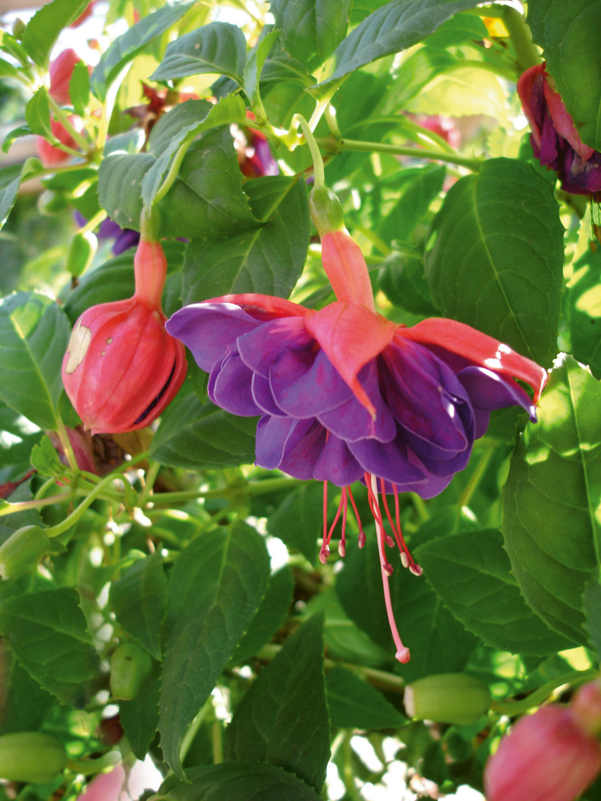 Summer Island Rose Purple