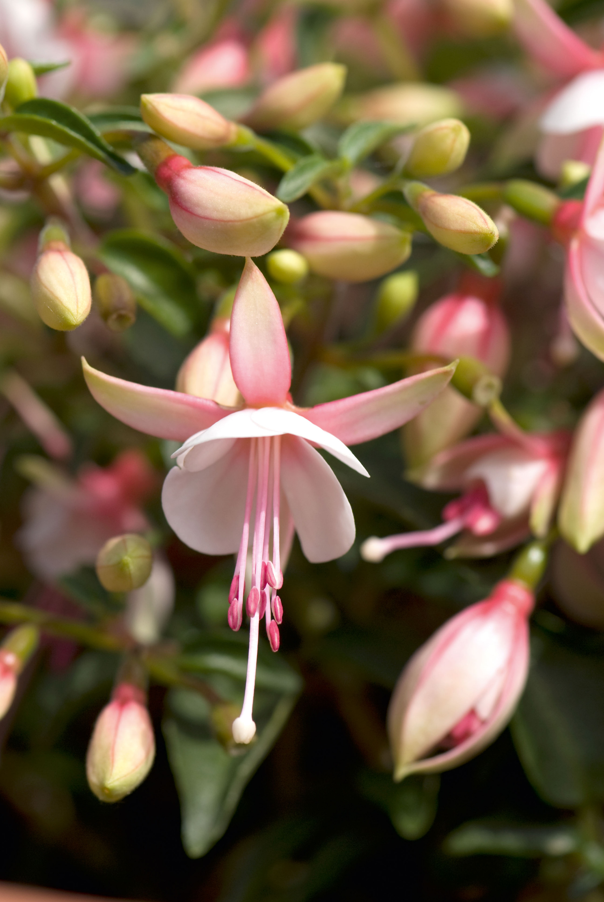 Summermelody Sunantonio