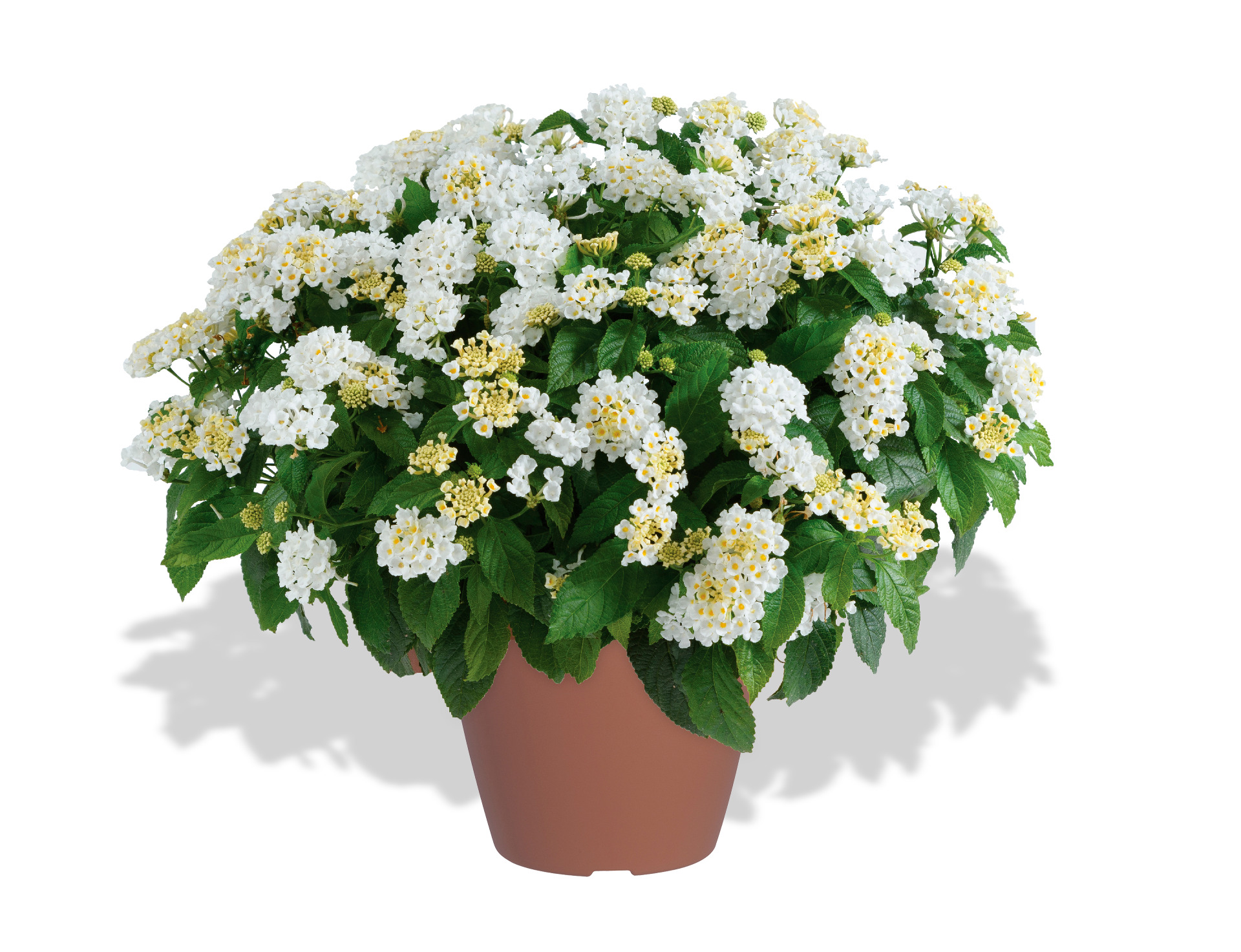 Lantana-Gem-Compact-White-Sapphire