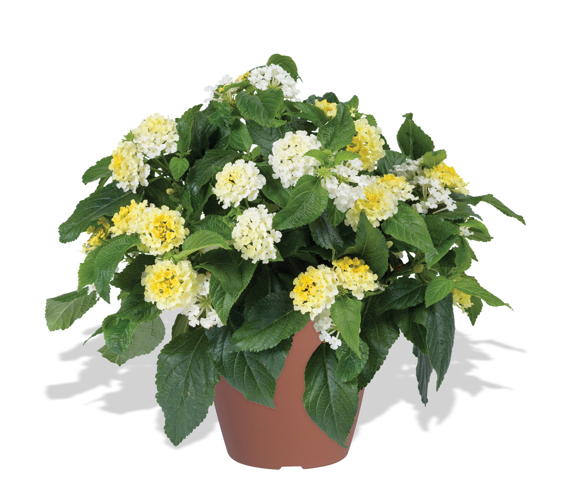Lantana-Gem-Compact-Yellow Diamond