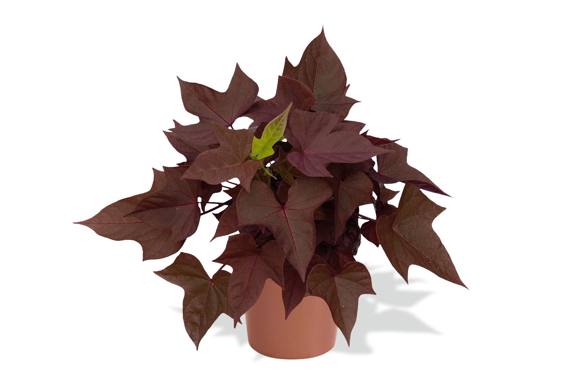 Sweet Caroline Cooper