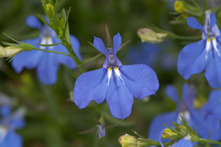 Anabel Brilliant Blue