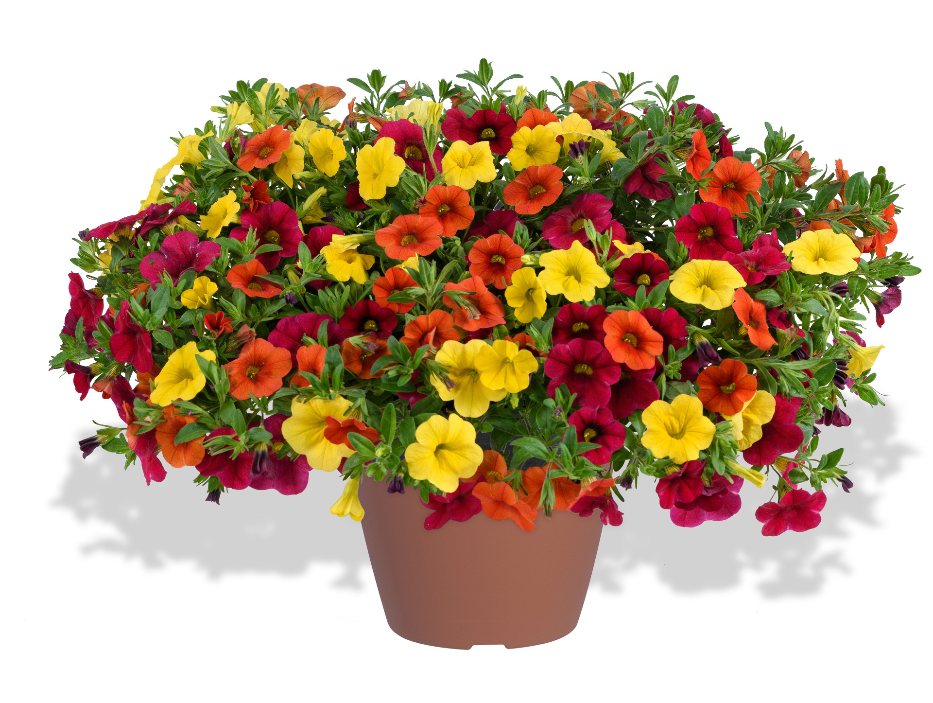 Calibrachoa Hot Fire