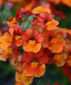 Sunsatia plus Clementine