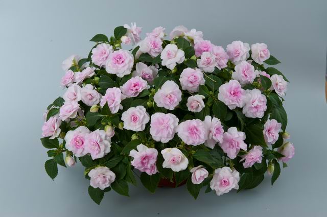 Musica Princess Pink