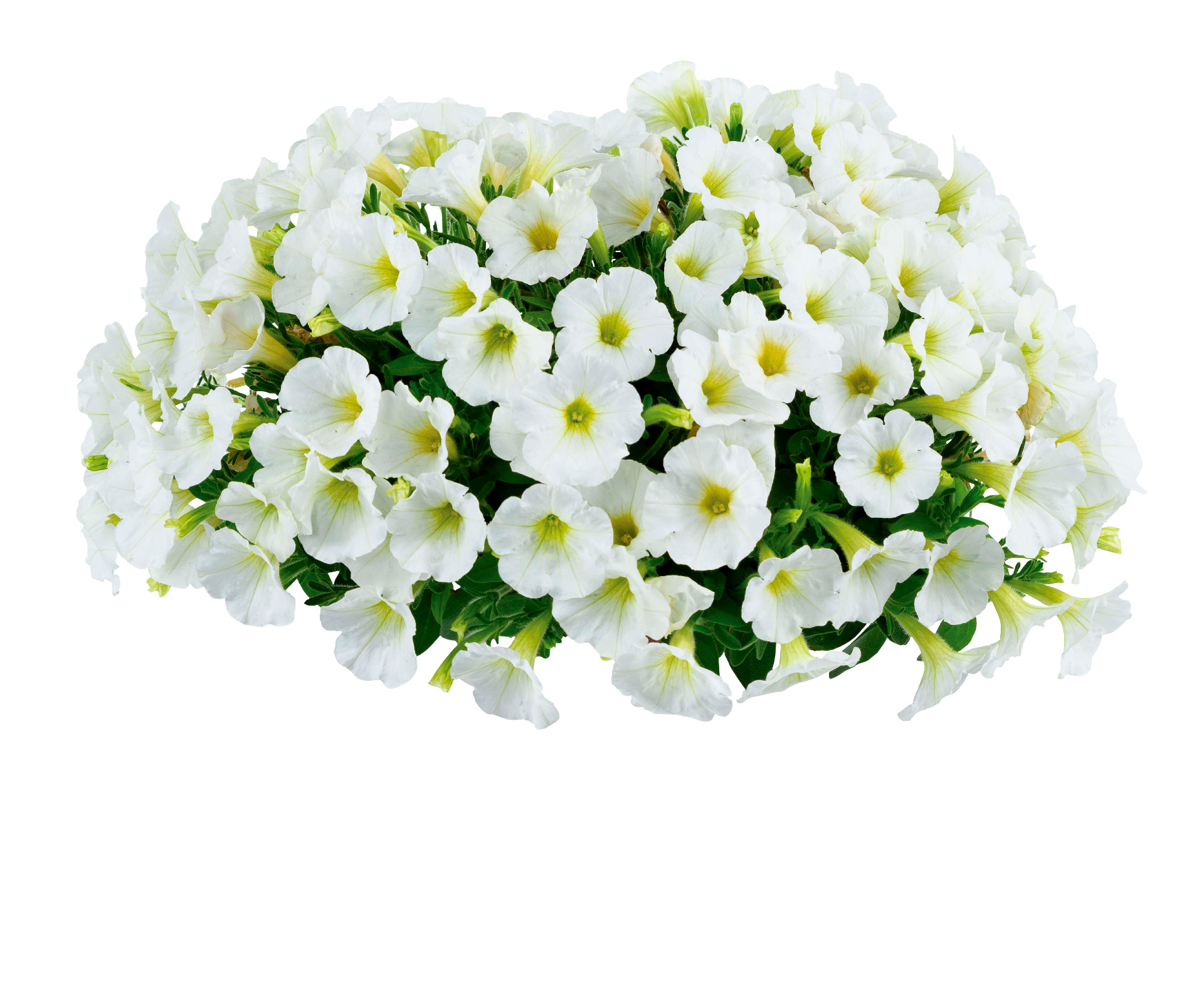 Scoop French Vanilla