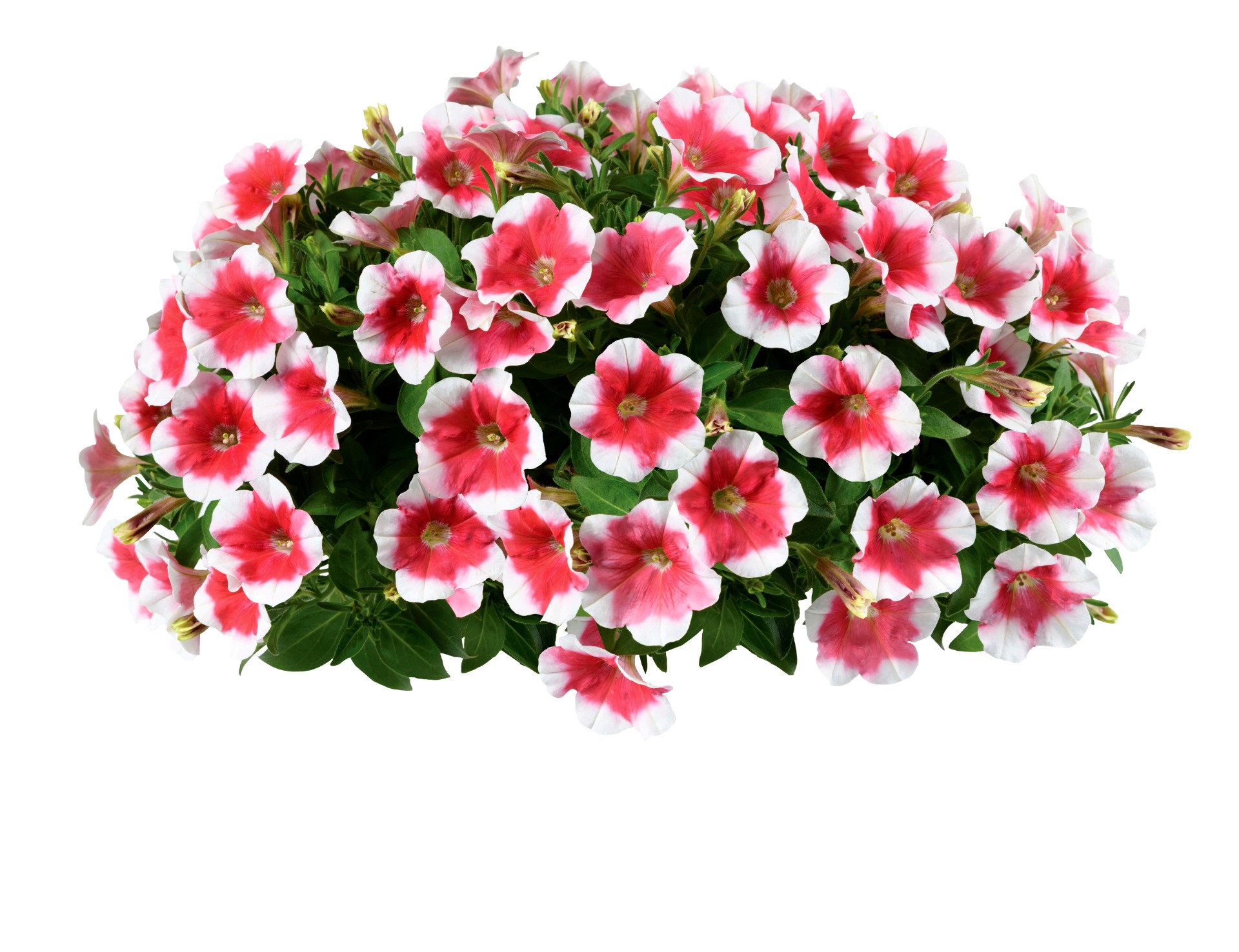 Capella Cherry Vanilla