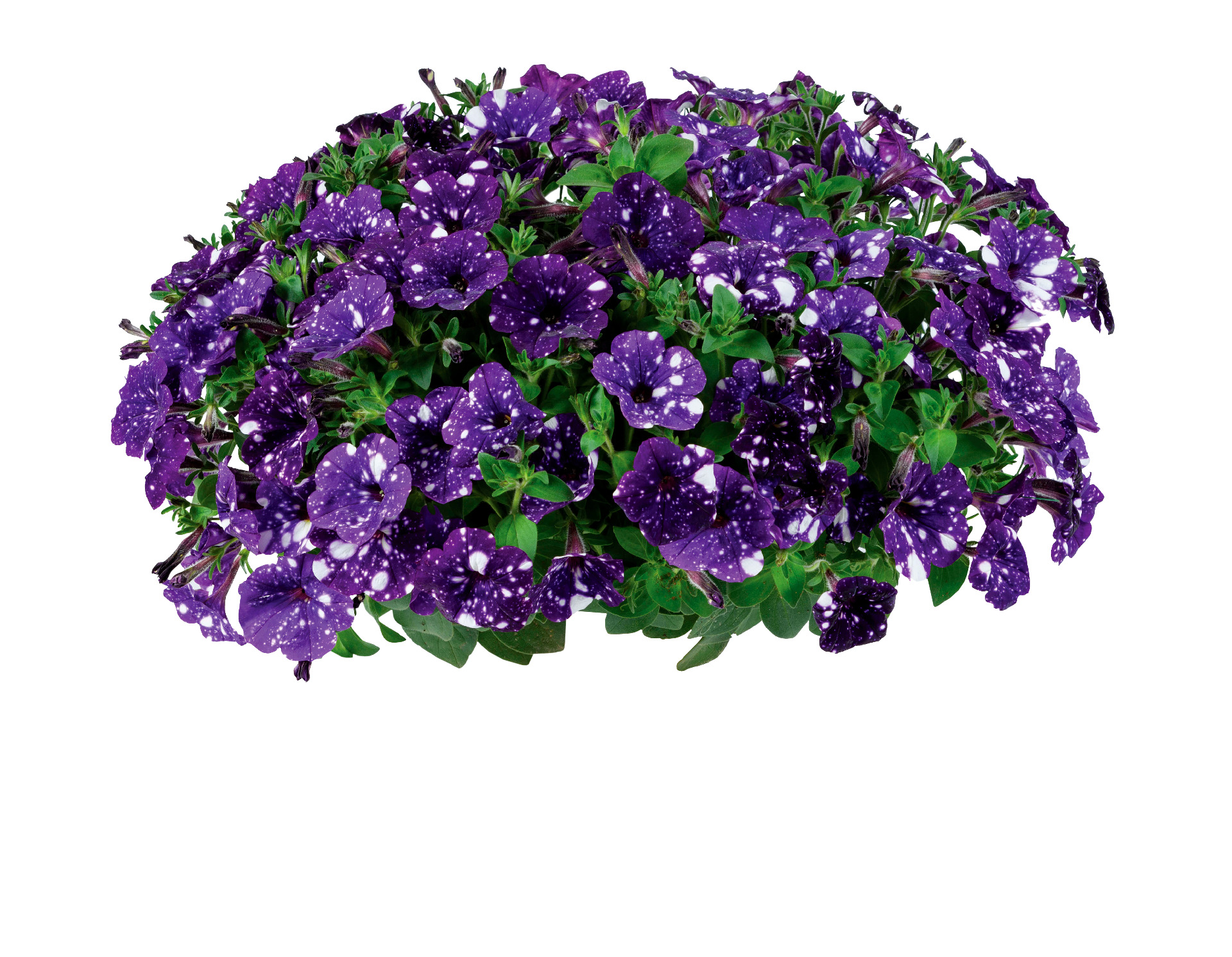 Splash Dance Bolero Blue