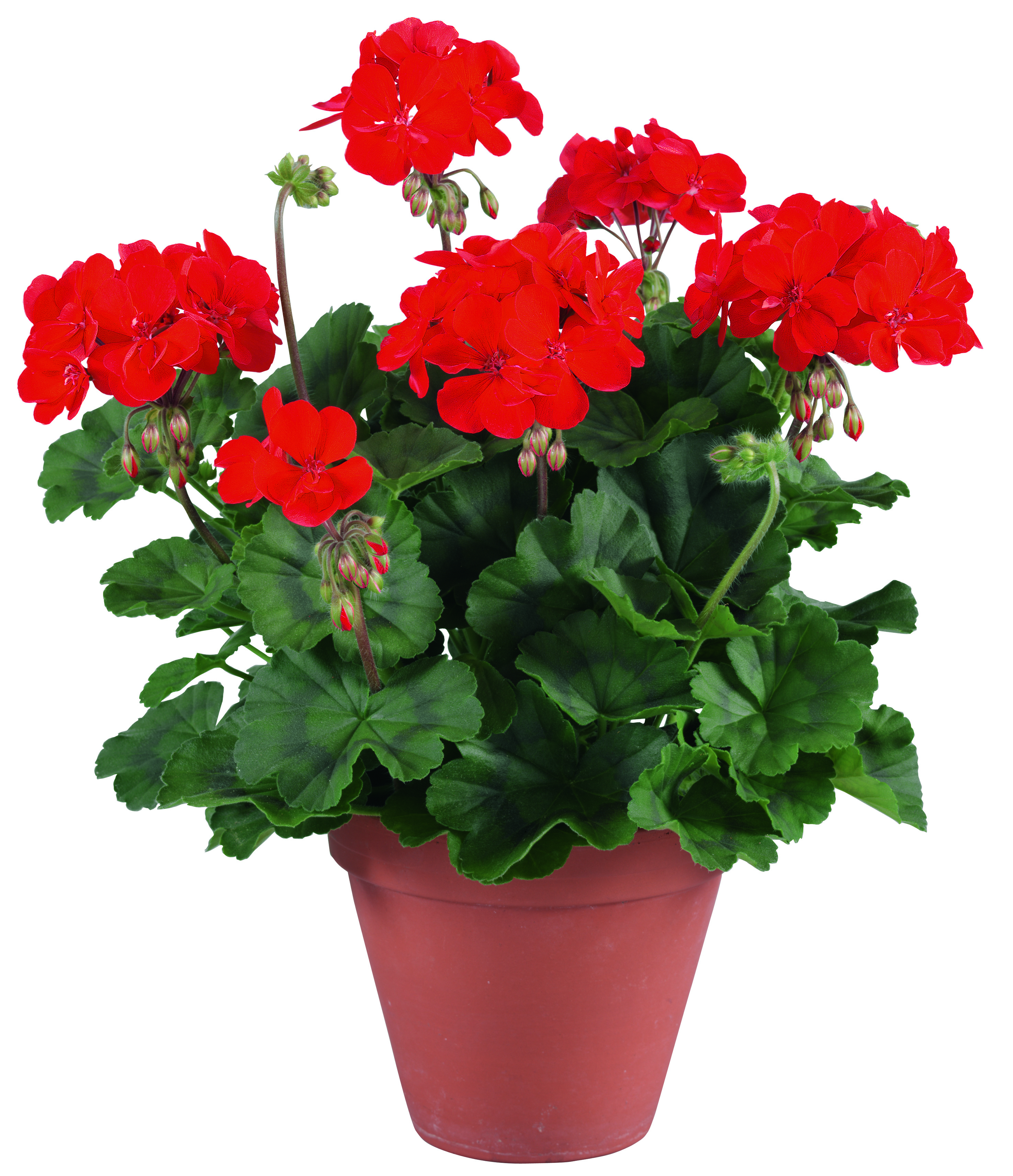 Fantastic Champion Fire Red