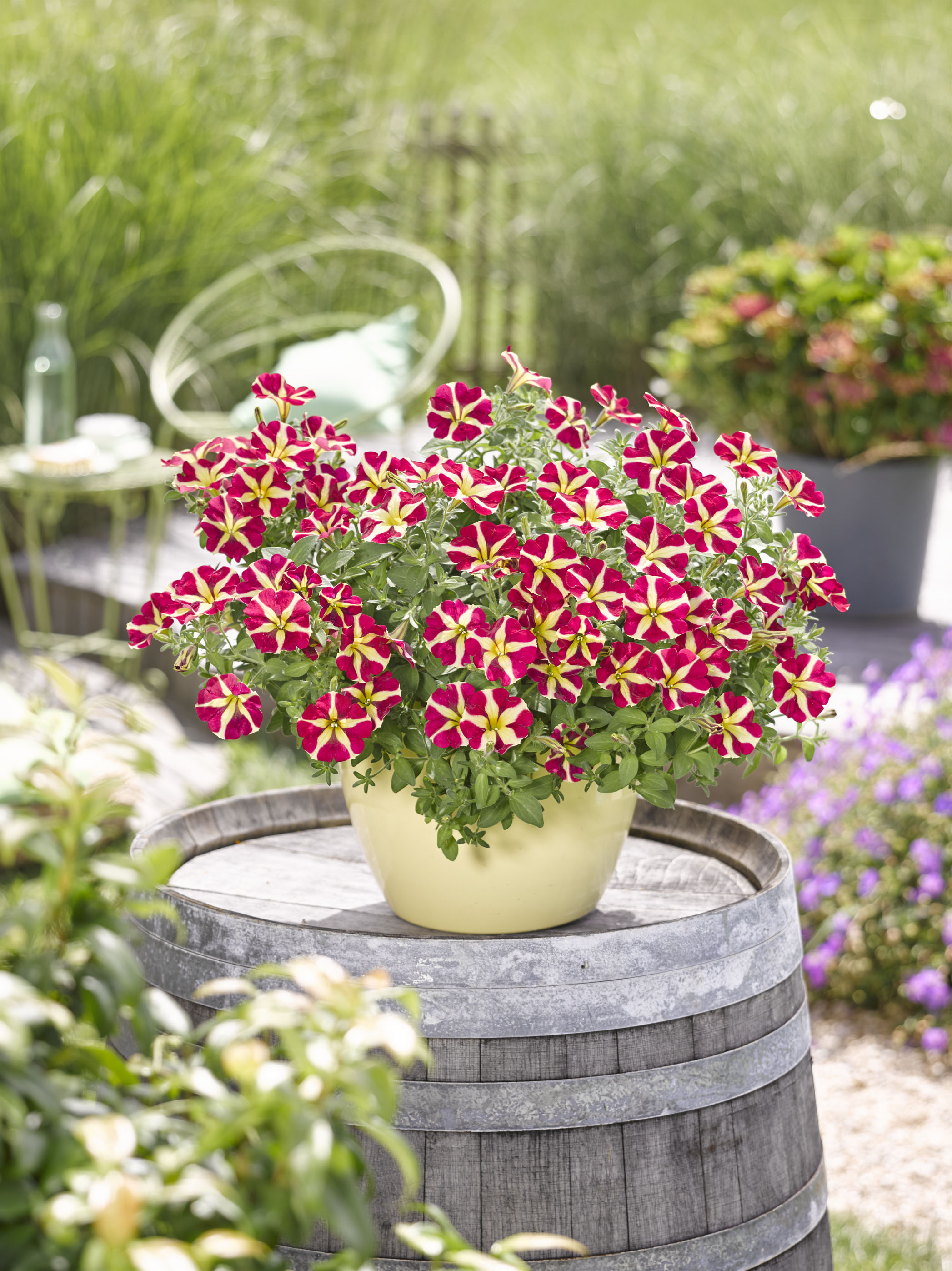 Amore Queen of Hearts