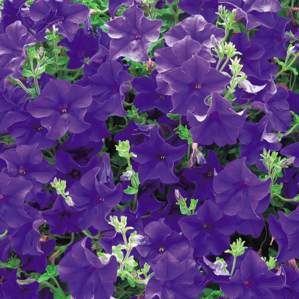 Surfinia Classic Blue