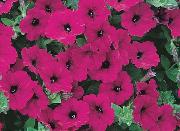 Surfinia Shihi Purple