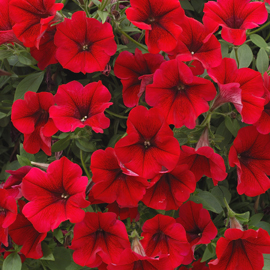 Surfinia Table Dark Red