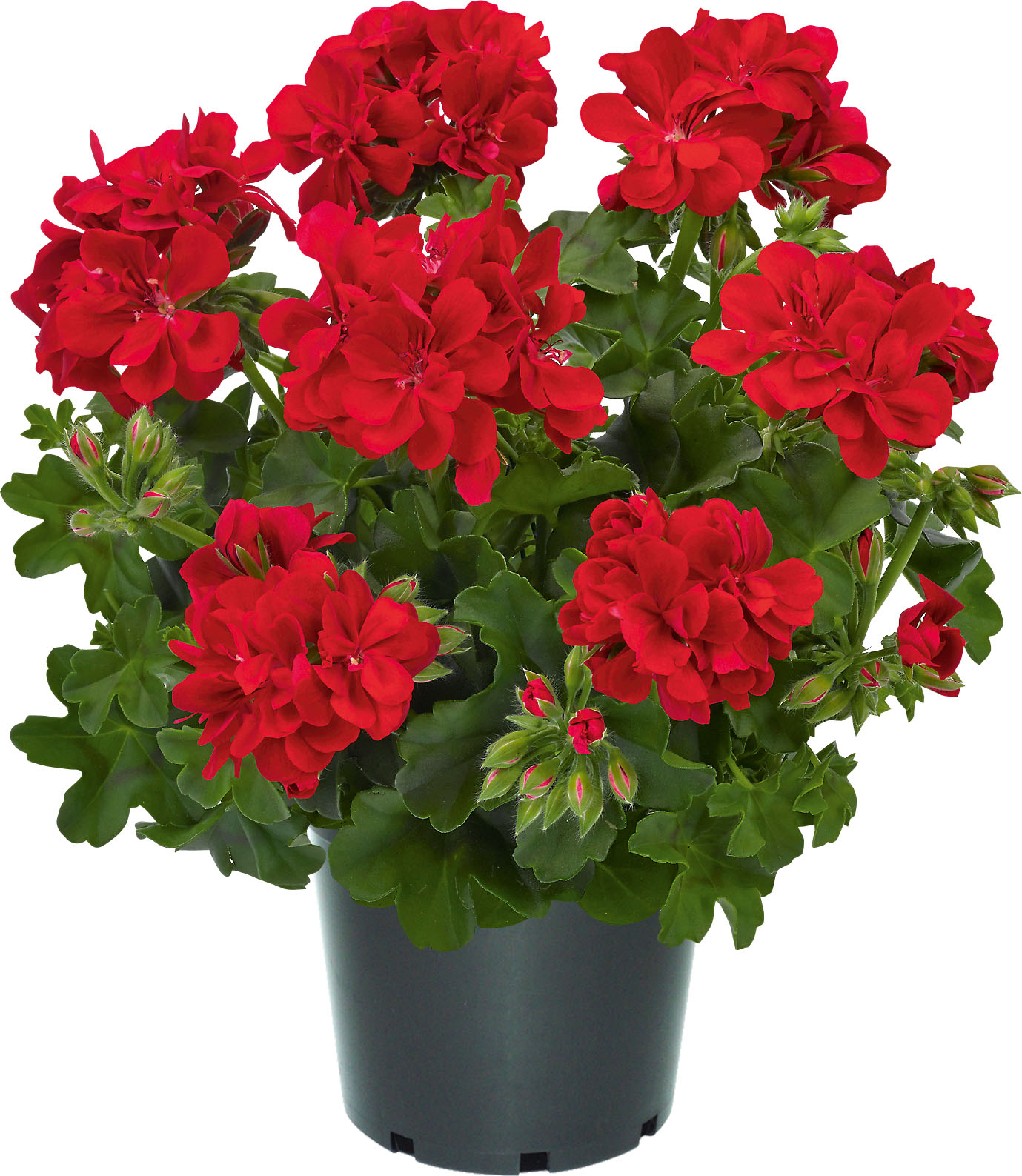 Infinity Early Fireball 2020