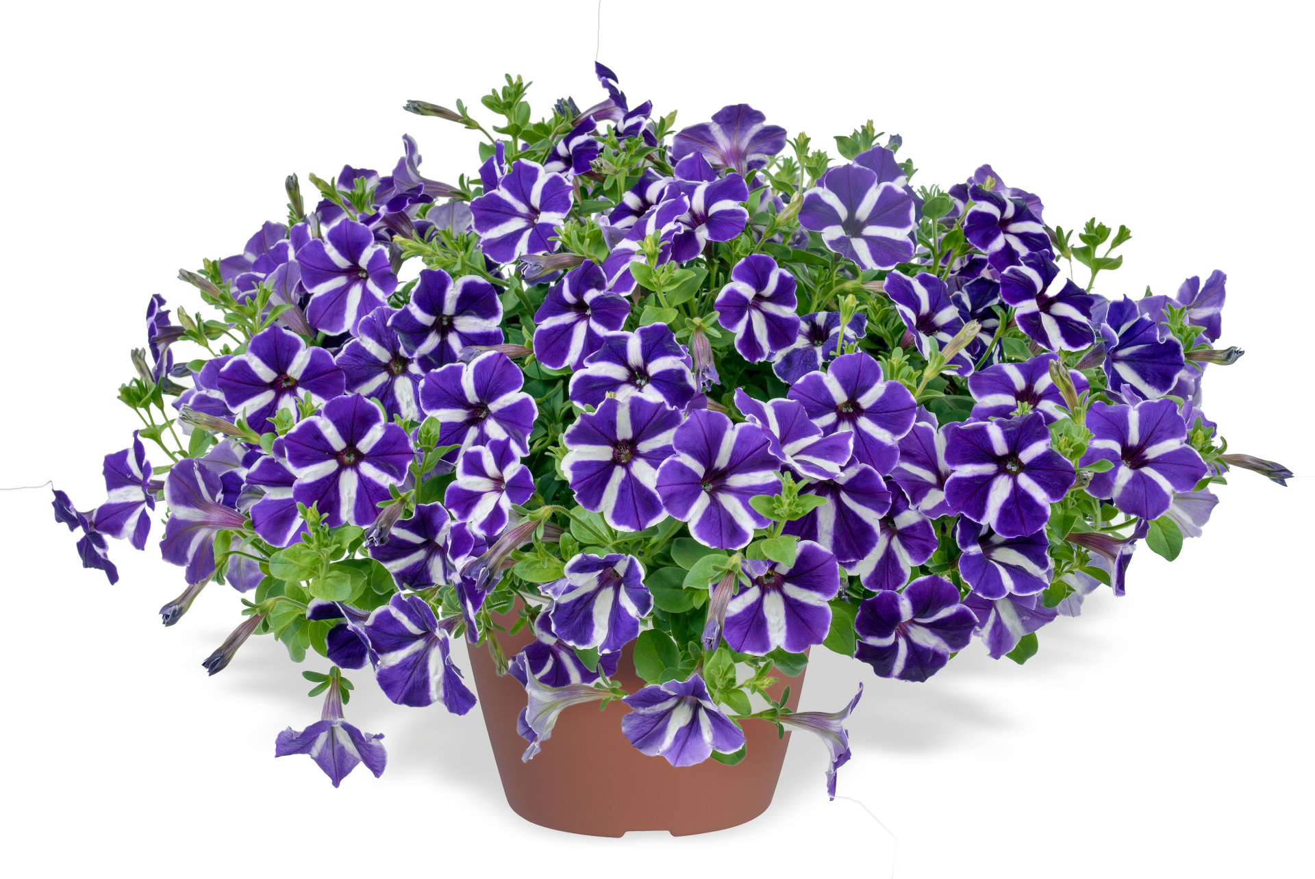 Cascadias Purple Gem