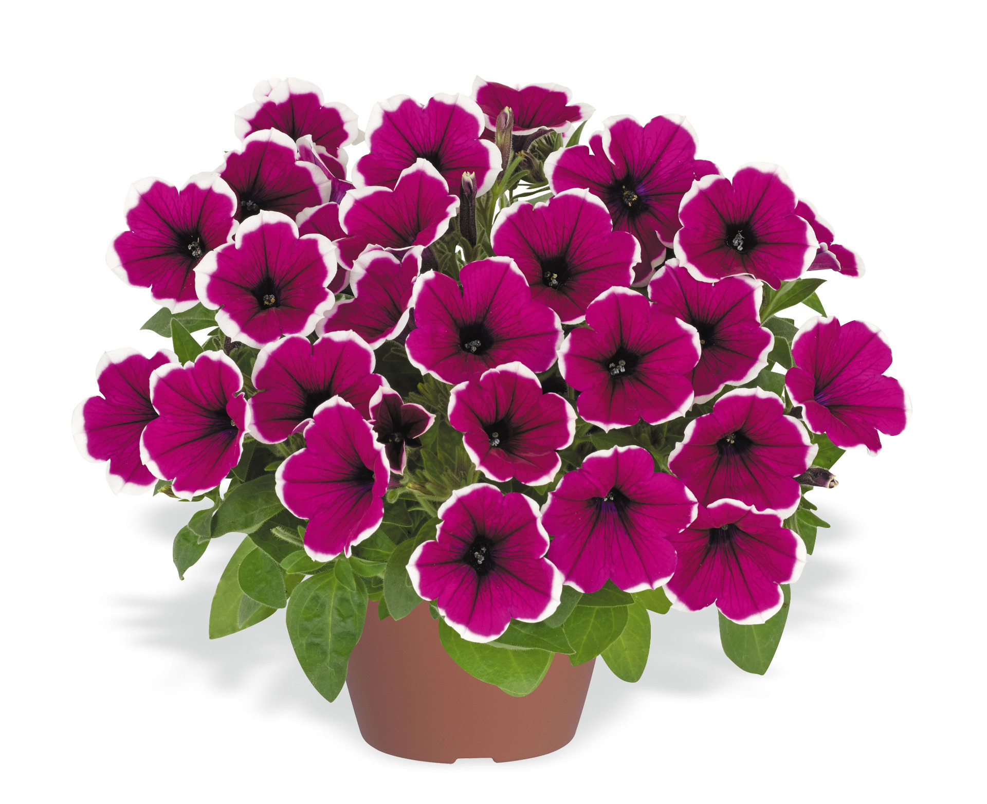 Cascadias Rim Cherry