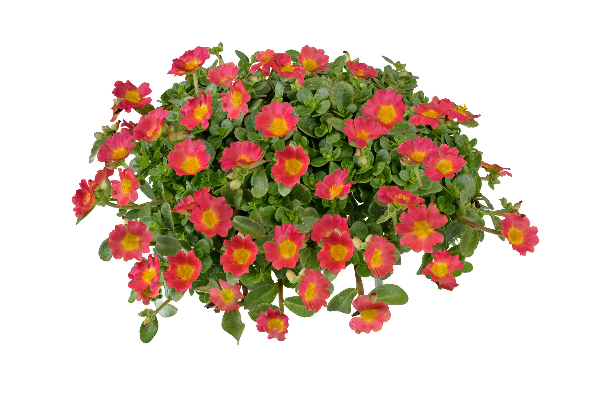 Portulaca  Nano Hot Pink