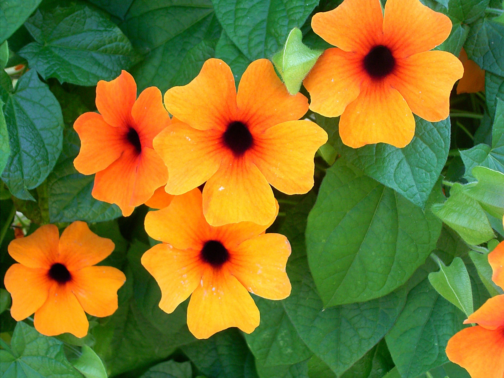 Sunny Susy® Rot-Orange