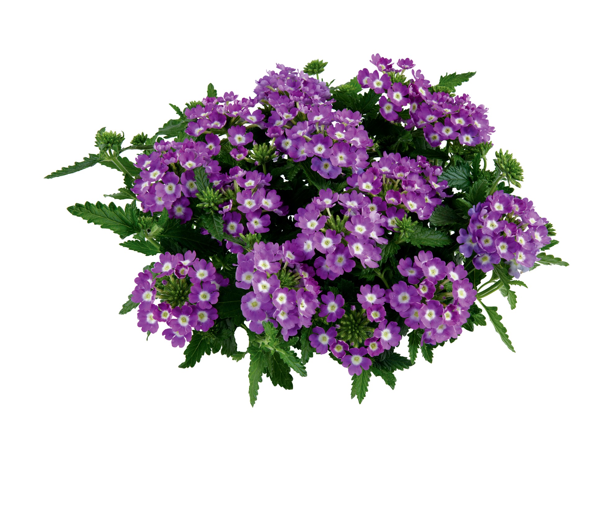 Vanessa Compact Optik Lavender