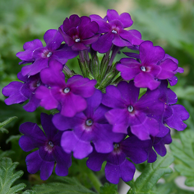 Vepita Blue Violet