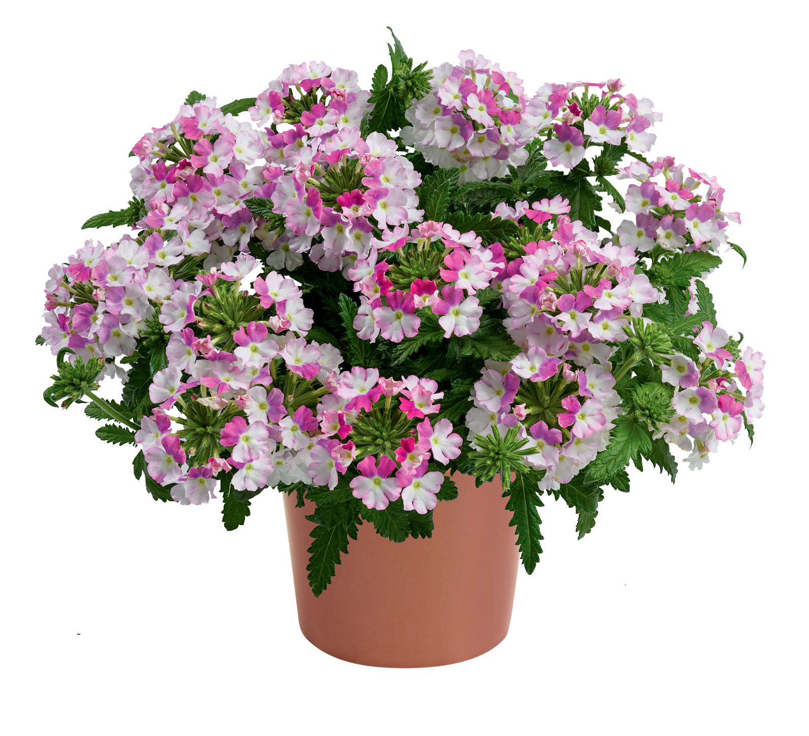 Vanessa Compact Bicolor Rose