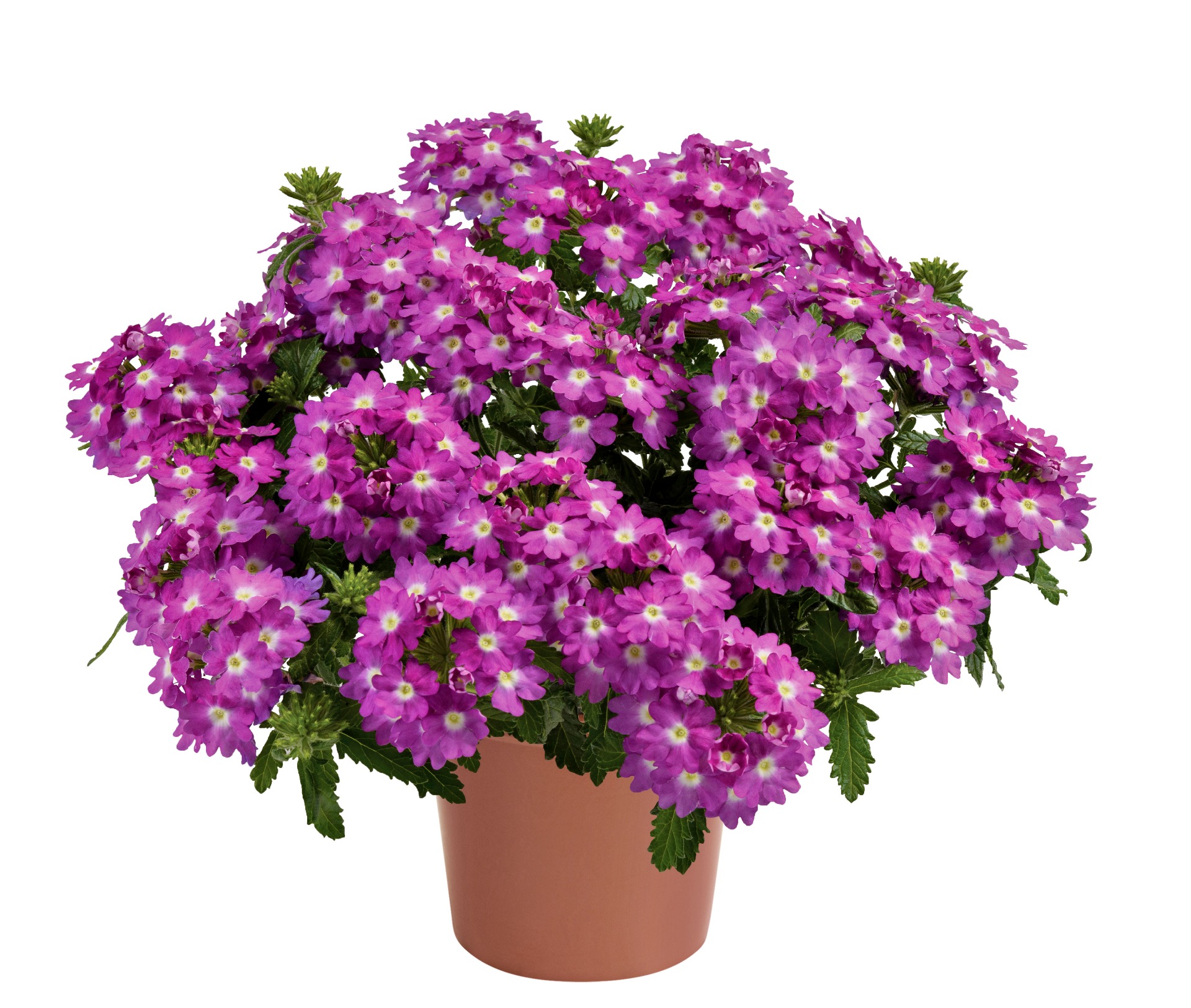 Vanessa Compact Violet