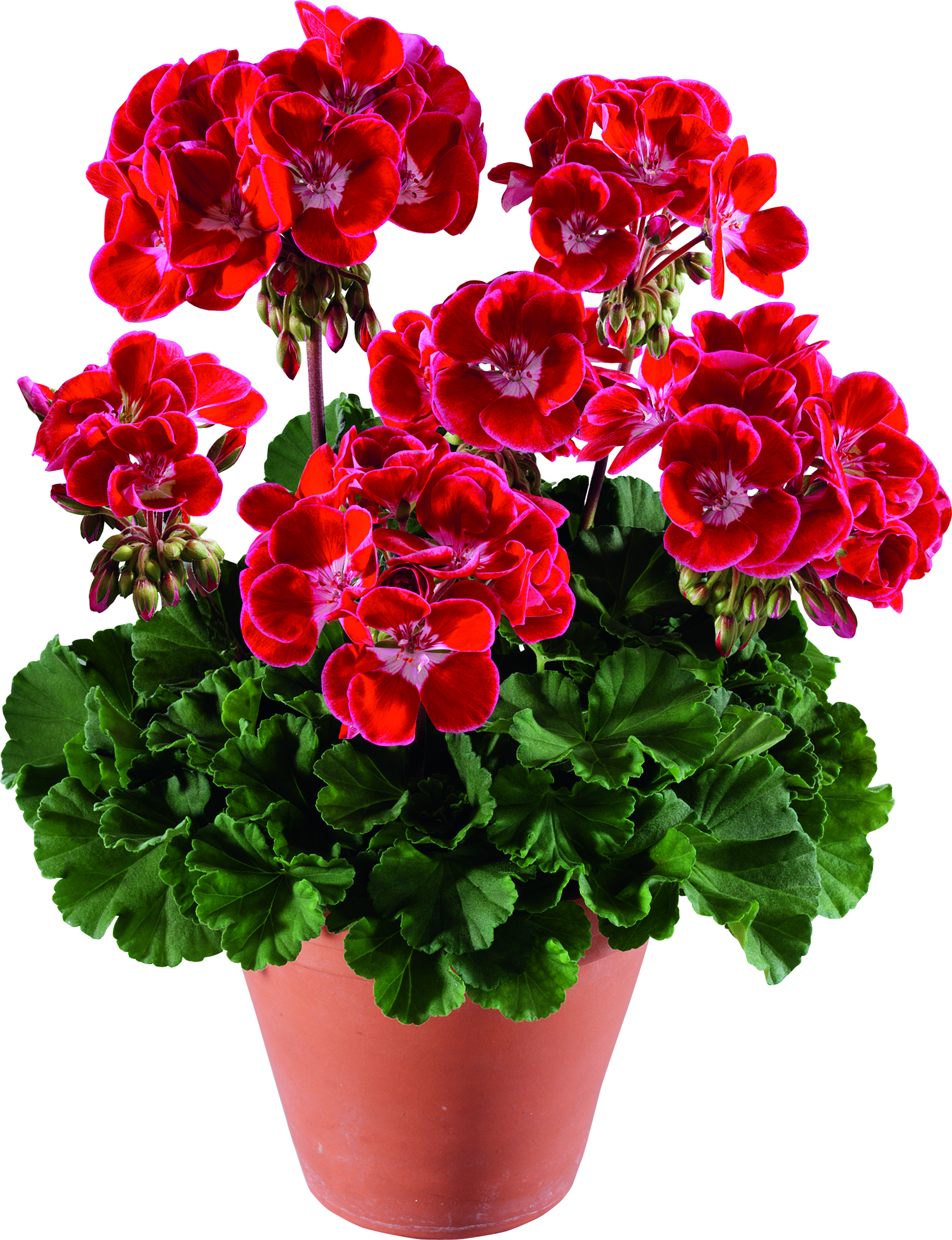 Magic Kiss Red Splash