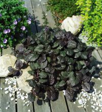 Ajuga Reptans Black Scallop