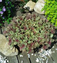 Ajuga Reptans Burgundy Glow